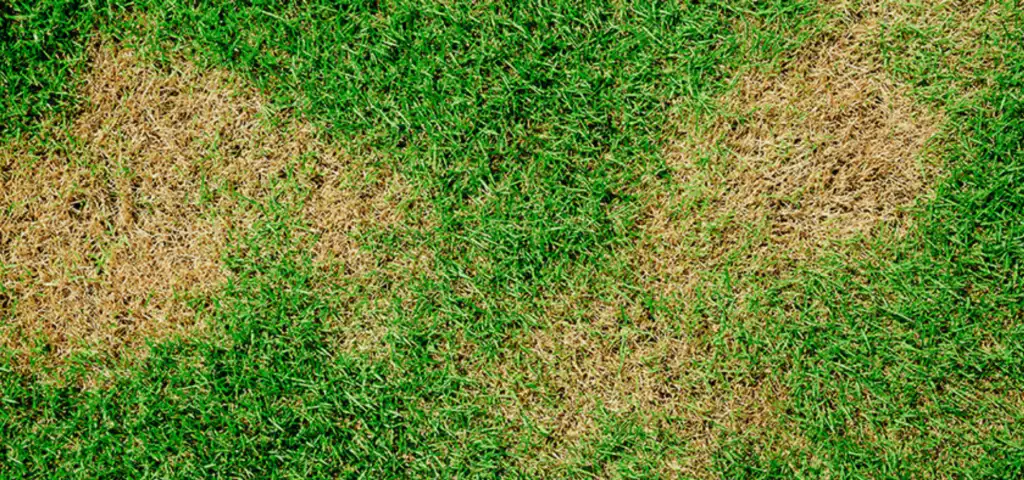 Yellow Patch lawn disease showing rings of discolored grass
