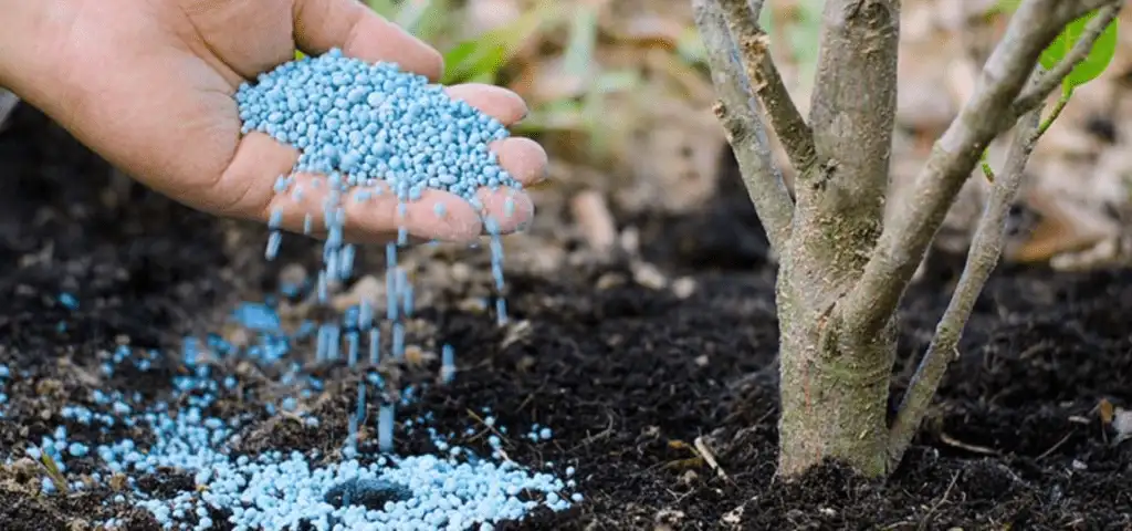 Lawn Fertilization & Weed Control | Sunlight Landscape