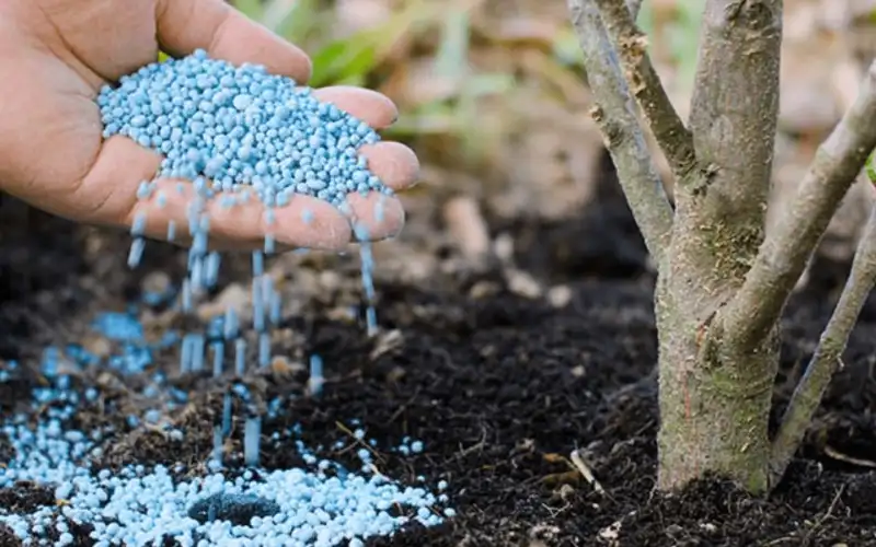 Water And Fertilizer, Leave No Blade Untouched
