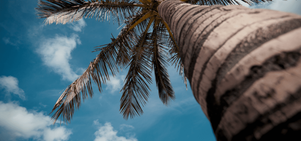 Canary Island Date Palm | Sunlight Landscape
