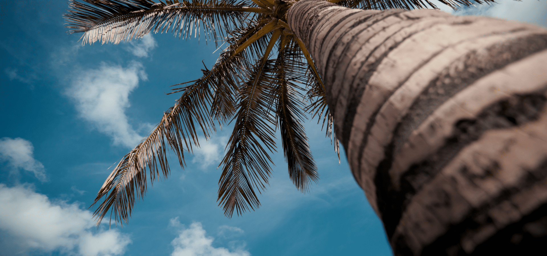 Canary Island Date Palm | Sunlight Landscape