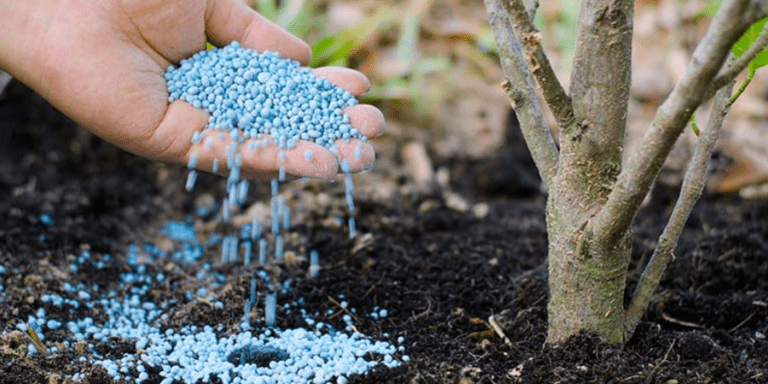 Fertilization & Weed Control | Sunlight Landscape