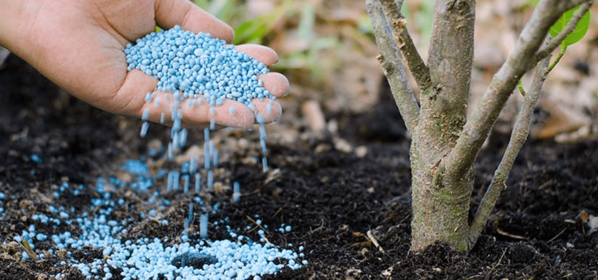 Lawn Fertilization & Weed Control | Sunlight Landscape