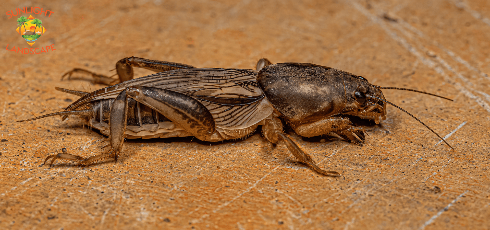 Mole Crickets | Sunlight Landscape