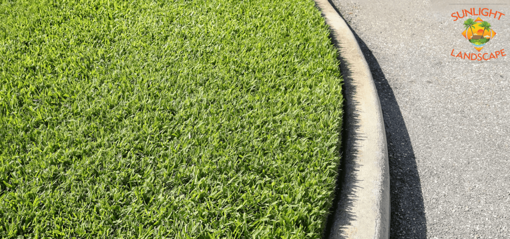 St. Augustine Grass | Sunlight Landscape