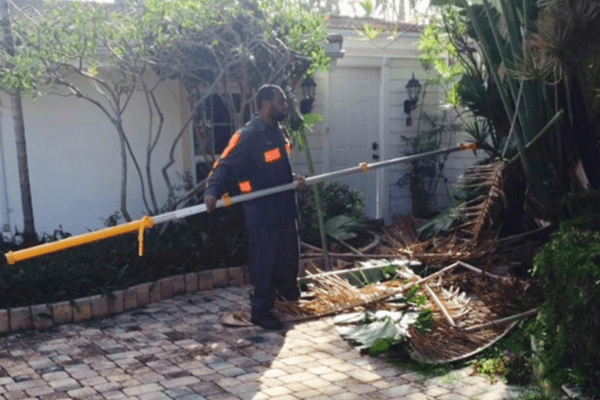 Tree Trimming Services | Sunlight Landscape