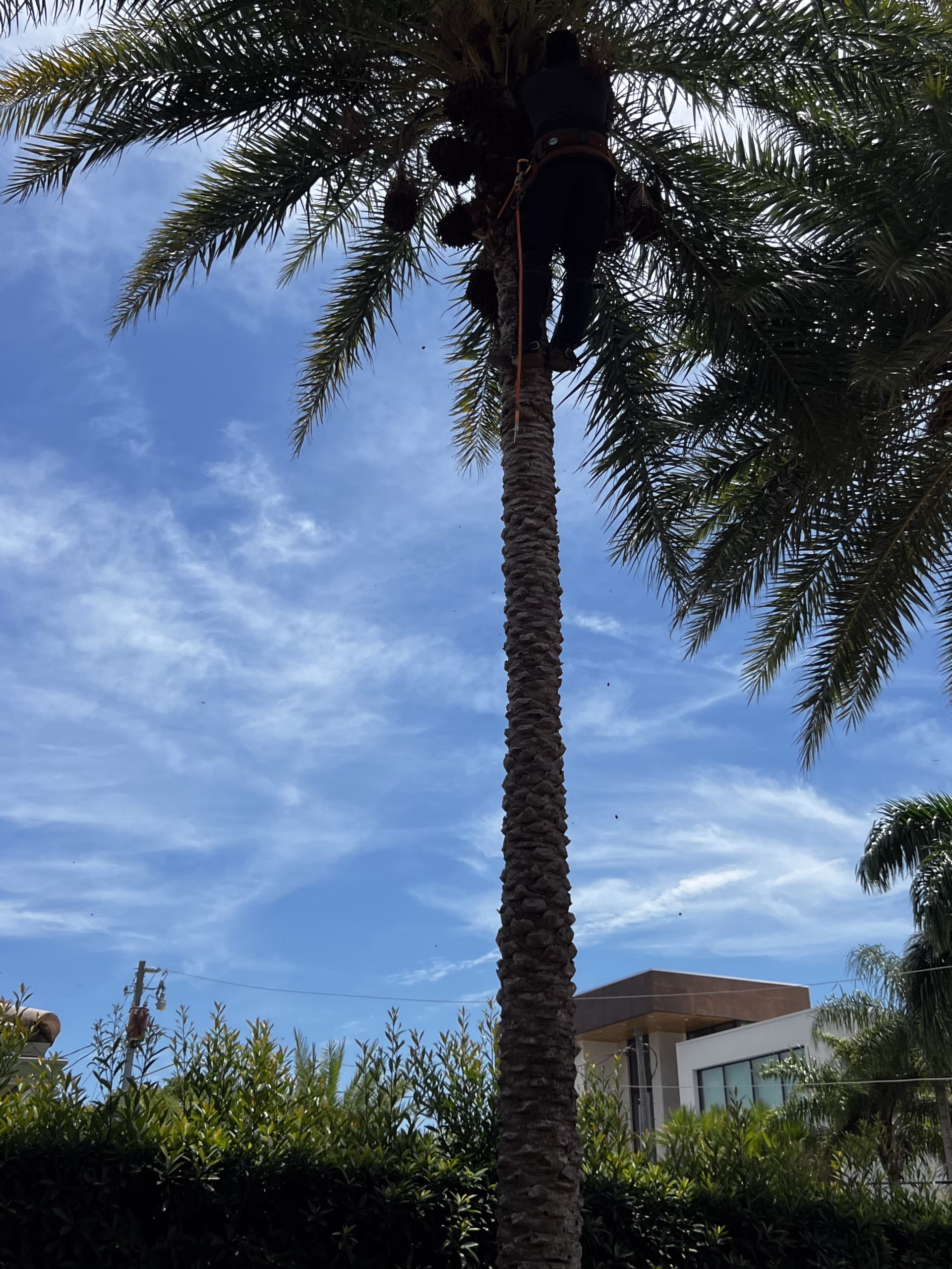 Climbing Tree