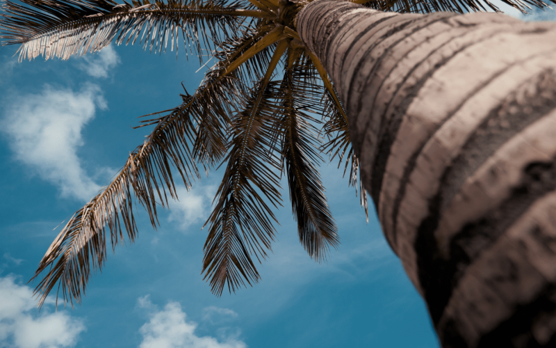 Canary Island Date Palm Canary Island Date Palm | Sunlight Landscape